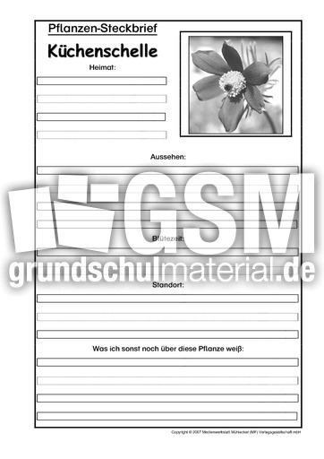 Pflanzensteckbrief-Küchenschelle-SW.pdf